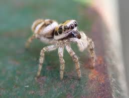 Attēlu rezultāti vaicājumam “Salticus scenicus”