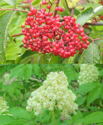 Attēlu rezultāti vaicājumam “Sambucus racemosa”