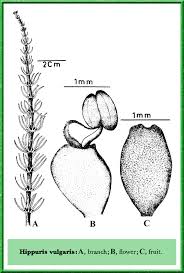 Attēlu rezultāti vaicājumam “Hippuridaceae”