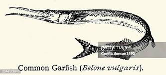 Attēlu rezultāti vaicājumam “Belone belone”