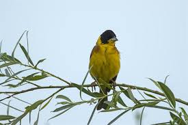 Image result for Emberiza melanocephala