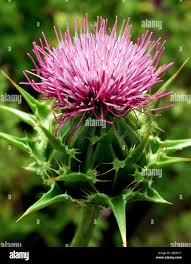 Attēlu rezultāti vaicājumam “Silybum marianum fruit”