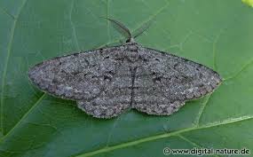 Attēlu rezultāti vaicājumam “Hypomecis roboraria”