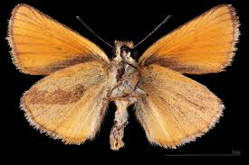 Attēlu rezultāti vaicājumam “Thymelicus lineola male”