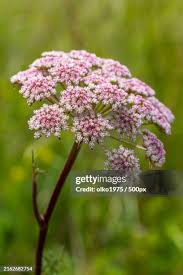 Image result for Pimpinella saxifraga