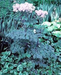 Attēlu rezultāti vaicājumam “Thalictrum aquilegifolium leaf”