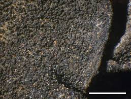 Attēlu rezultāti vaicājumam “Leptogium saturninum”