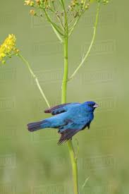 Image result for Passerina cyanea