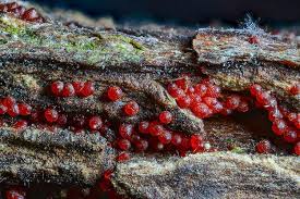 Attēlu rezultāti vaicājumam “Nectria sp., Neonectria sp.”