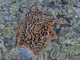 Attēlu rezultāti vaicājumam “Porpidia macrocarpa”