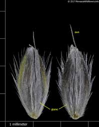 Attēlu rezultāti vaicājumam “Alopecurus aequalis flower”
