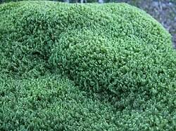 Attēlu rezultāti vaicājumam “Dicranum scoparium sporophyte”