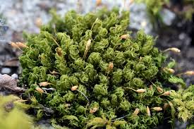 Attēlu rezultāti vaicājumam “Calliergonella lindbergii”