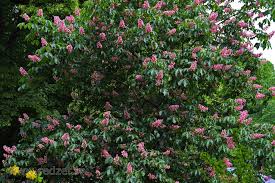 Attēlu rezultāti vaicājumam “Aesculus x hybrida flower”
