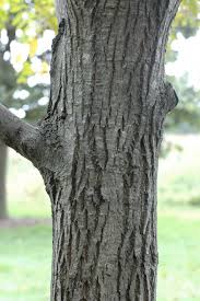 Attēlu rezultāti vaicājumam “Juglans cinerea”