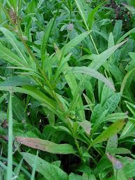 Image result for Succisella inflexa