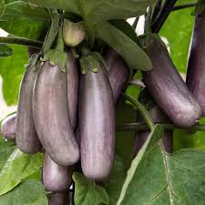 Afbeeldingsresultaat voor slim jim eggplant