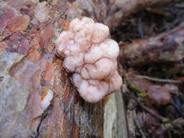 Attēlu rezultāti vaicājumam “Tremella encephala”