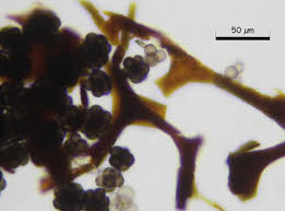 Attēlu rezultāti vaicājumam “Badhamia nitens”