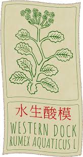 Attēlu rezultāti vaicājumam “Rumex aquaticus bud”