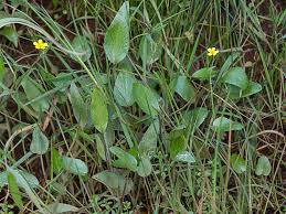 Attēlu rezultāti vaicājumam “Ranunculus flammula”