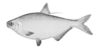 Image result for Dorosoma cepedianum