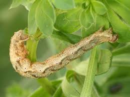 Attēlu rezultāti vaicājumam “Lampropteryx suffumata”