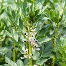 Attēlu rezultāti vaicājumam “Vicia faba leaf”