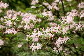 Attēlu rezultāti vaicājumam “Rhododendron periclymenoides flower”