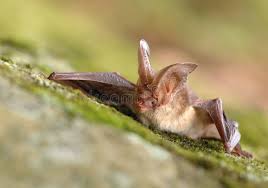 Attēlu rezultāti vaicājumam “Plecotus auritus”