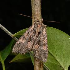 Attēlu rezultāti vaicājumam “Mniotype satura”