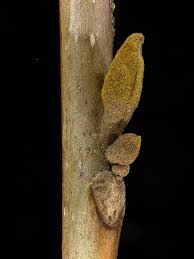 Attēlu rezultāti vaicājumam “Carya cordiformis”