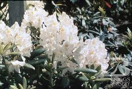 Attēlu rezultāti vaicājumam “Rhododendron catawbiense flower”