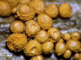 Attēlu rezultāti vaicājumam “Hemitrichia chrysospora macro”