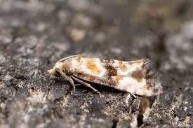 Attēlu rezultāti vaicājumam “Eupoecilia angustana”