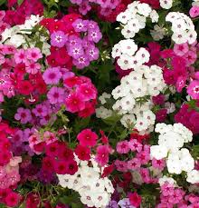 Image result for Phlox drummondii
