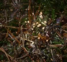 Attēlu rezultāti vaicājumam “Heyderia abietis”