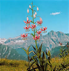 Image result for Lilium martagon `Arabian Night`