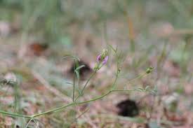 Attēlu rezultāti vaicājumam “Astragalus arenarius”