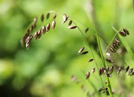 Attēlu rezultāti vaicājumam “Melica nutans flower”