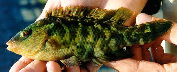 Image result for Symphodus melops