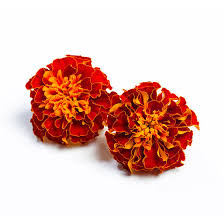 Attēlu rezultāti vaicājumam “Tagetes”