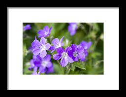 Attēlu rezultāti vaicājumam “Geranium sylvaticum flower”