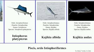 Image result for Kajikia albida