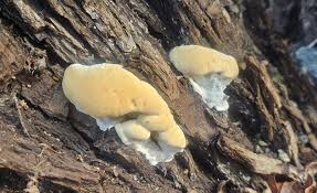 Attēlu rezultāti vaicājumam “Colloderma robustum sessile”