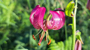 Attēlu rezultāti vaicājumam “Lilium martagon leaf”