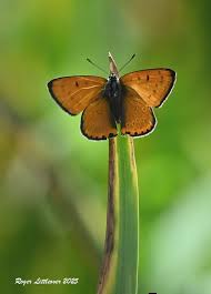 Attēlu rezultāti vaicājumam “Lycaena dispar”