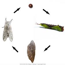 Attēlu rezultāti vaicājumam “Cerura vinula larva”