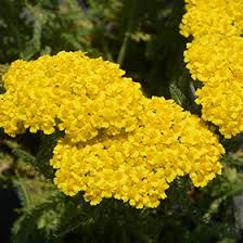 Image result for Achillea millefolium