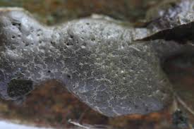 Attēlu rezultāti vaicājumam “Lycogala roseosporum macro”